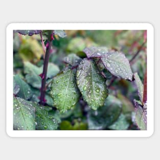 Spring Rain on Rose Leaves Sticker